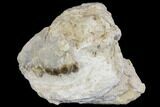 Partial Juvenile Oreodont (Merycoidodon) Skull - South Dakota #144204-4